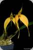 Bulbophyllum championii Yellow